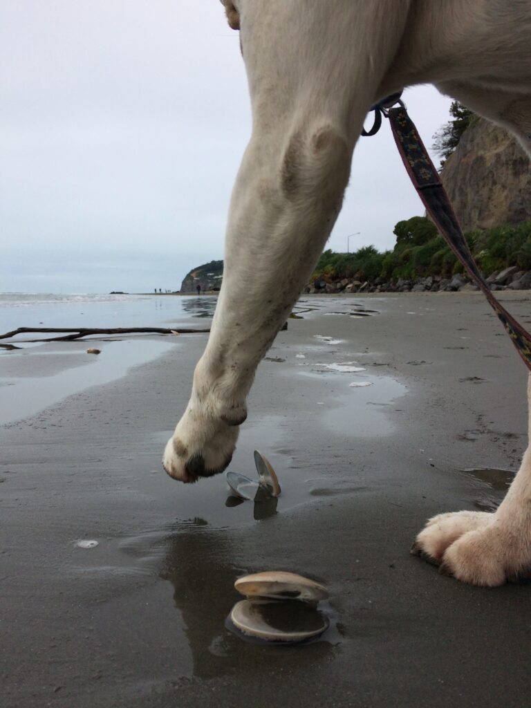 Cassius, the white boxer, walking Sumner Beach NZ